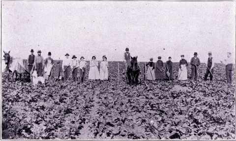 Sugar beets