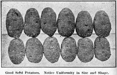 Good Seed Potatoes.