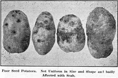 Poor Seed Potatoes.