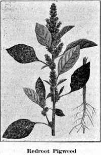 Redroot Pigweed