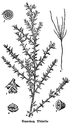 Russian Thistle