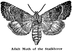 Adult Moth of the Stalkborer