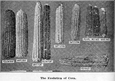 The Evolution of Corn