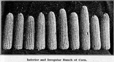 Inferior and Irregular Bunch of Corn