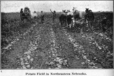 Potato Field in Northeastern Nebraska