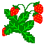 Strawberry Plant