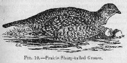 Prairie Sharp-tailed Grouse