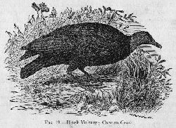 Black Vulture; Carrion Crow