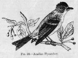 Acadian Flycatcher