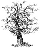 Old Tree