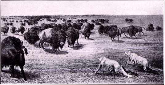 Hunting buffalo