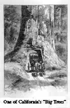 One of California's Big Trees