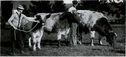 Picture/label or sketch