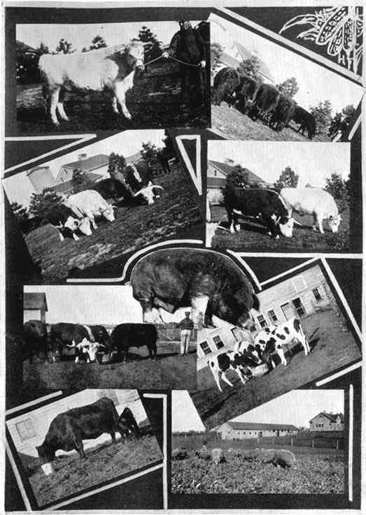 Photograph or Sketch