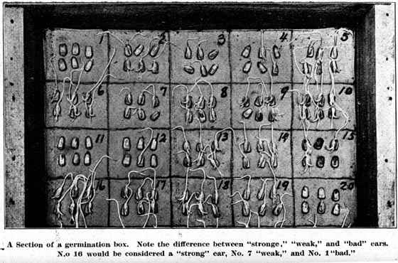 A Section of a germination box.