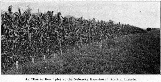 An Ear to Row plot, Lincoln.