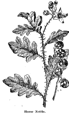 Horse Nettle