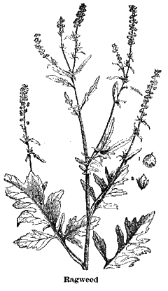 Ragweed