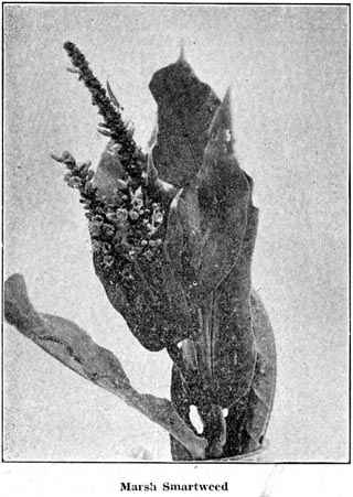 Marsh Smartweed