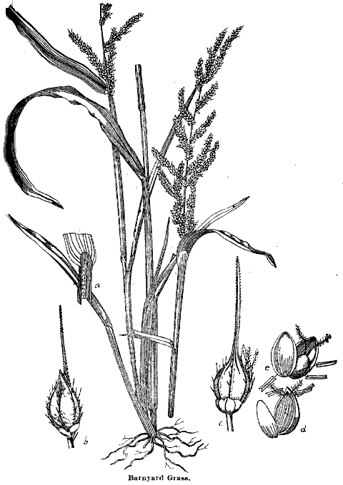 Barnyard Grass.
