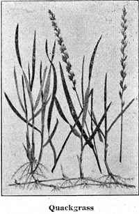 Quackgrass