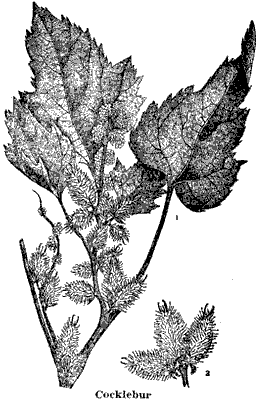 Cocklebur