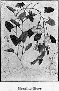 Morning-Glory