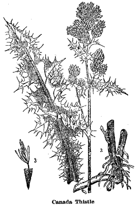 Canada Thistle