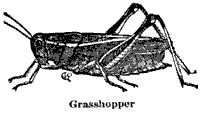 Grasshopper