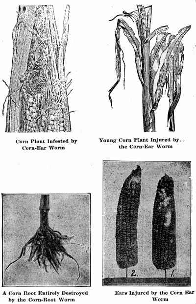 Corn Ear Worm damage