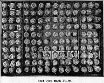 Seed Corn Rack Filled