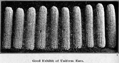 GoodExhibit of Uniform Ears.