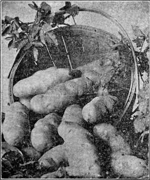 Basket of Potatoes