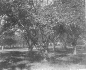 Orchard
