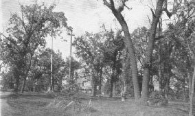 Trees