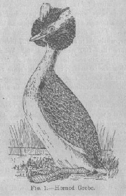 Horned Grebe