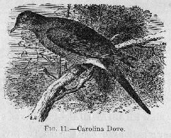 Carolina Dove
