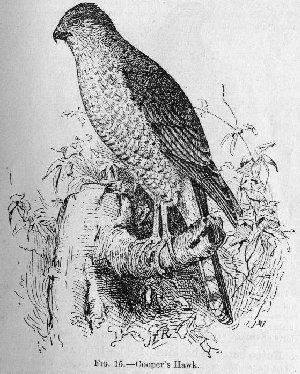Cooper's Hawk