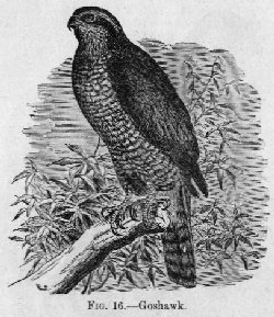Goshawk