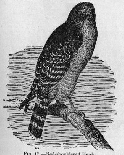Red-shouldered Hawk