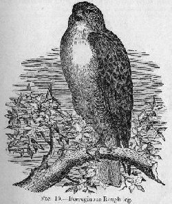 Ferruginous Rough-leg