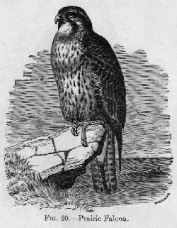 Prairie Falcon