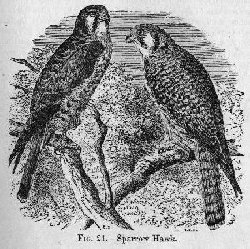 Sparrow Hawk