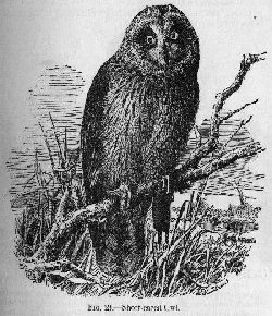 Short-eared Owl