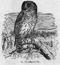Barred Owl