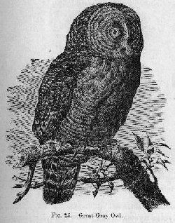 Great Gray Owl