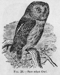 Saw-Whet Owl