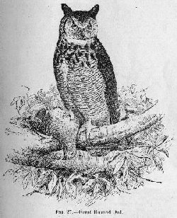 Great Horned Owl