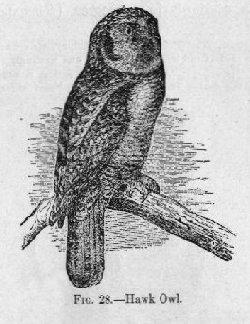 Hawk Owl