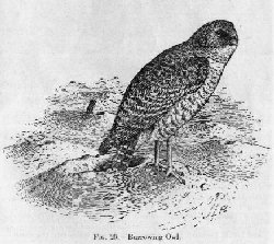 Burrowing Owl